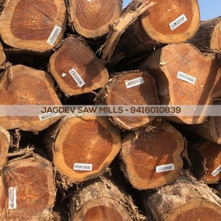 Nigeria Teak Wood Logs Sirsa - Jagdev Sirsa