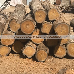Panama Teak Wood Sirsa - Jagdev Sirsa